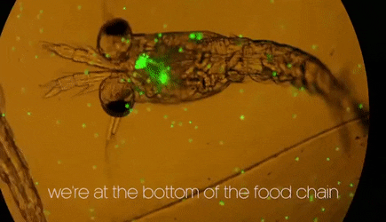 planktons eating micro plastics